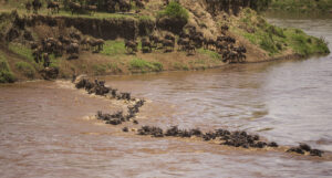 31405071645_0d014cbcdc_h