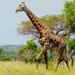 Gombe Stream National Park: The Chimpanzee Sanctuary In Tanzania