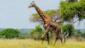 Saadani National Park In Tanzania