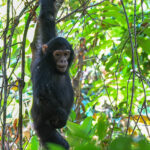 Mahale Mountains National Park: The Chimpanzee Conservation Area