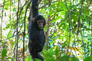 Mahale Mountains National Park: The Chimpanzee Conservation Area