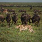 Central Serengeti vs Northern Serengeti: Which Zone Is Best for You?