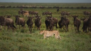 Wildebeest Calving Season in Serengeti: January & February Guide