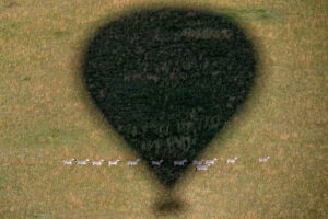 Serengeti Mara River Crossing: What to Expect and When to Go