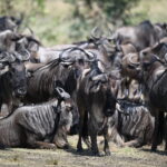 The Complete Guide to the Great Wildebeest Migration in Tanzania