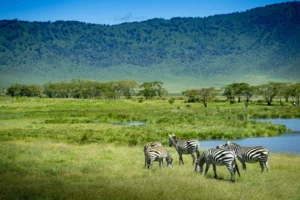 7-Day Serengeti Safari Itinerary: The Perfect Wildlife Experience