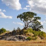 Serengeti Camping vs Lodge Safari: Pros, Cons & Costs Compared