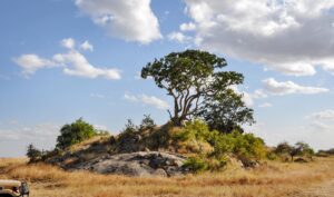 Serengeti Kopjes: Hidden Gems for Lion Sightings and Stunning Views