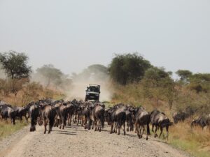 Serengeti Migration Calendar: Where the Herds Are Every Month