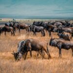 Top 10 Things to Do in Serengeti National Park Beyond the Safari Drive