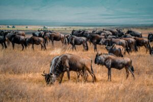Serengeti vs Maasai Mara: Which Is Better for the Great Migration?