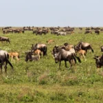 Southern Serengeti: The Best-Kept Secret for Incredible Wildlife