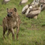 Southern Serengeti: The Best-Kept Secret for Incredible Wildlife