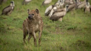 What Animals Can You See in Serengeti? The Complete Wildlife List