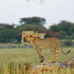Cheetah Spotting in Serengeti: Tips for Finding Africa’s Fastest Cat