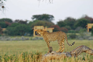 Cheetah Spotting in Serengeti: Tips for Finding Africa’s Fastest Cat