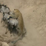 How to Photograph the Great Migration: A Safari Photographer’s Guide