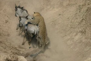 How to Photograph the Great Migration: A Safari Photographer’s Guide