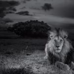 Best Lodges in Serengeti National Park: Luxury to Budget Options