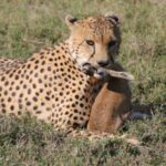 Central Serengeti vs Northern Serengeti: Which Zone Is Best for You?