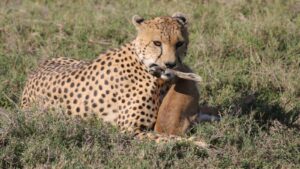 Central Serengeti vs Northern Serengeti: Which Zone Is Best for You?