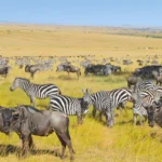 Best Time to Visit Serengeti National Park: Month-by-Month Breakdown